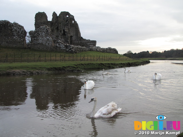 SX13175 Swans at Ogmore castle